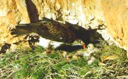 Aguila perdicera