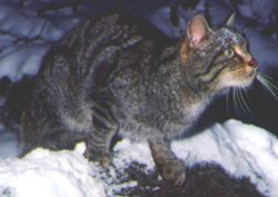 Gato mont�s.