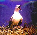Gaviota Audouin