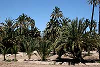 Palmeras de Elche. El Palmeral de Alicante.