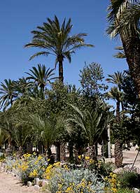 Fotos de Palmeras. El Palmeral de Alicante.