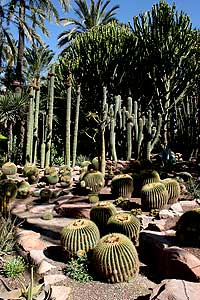 Cactus y Palmeras.Jard�n Bot�nico de Elche