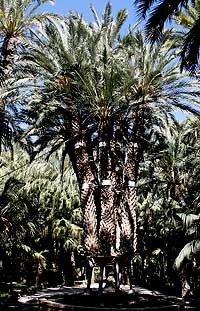 Distintas especies y formas de las Palmeras