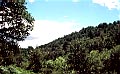 Bosque de La Acebeda