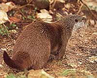 La Senda de la Nutria