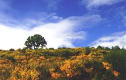 Paisaje omañés