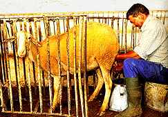 Ovejas de pura raza manchega. 