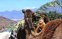 Camellos en Cactualdea.