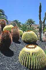 Multitud de formas se conforman en Cactualdea