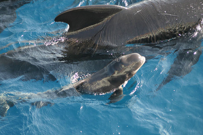 ballenas-y-delfines_01