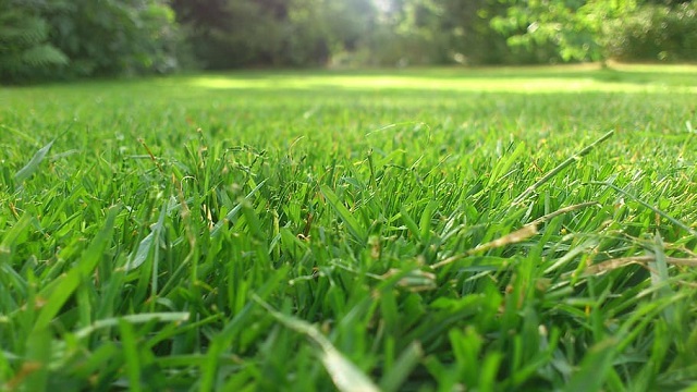 Césped natural