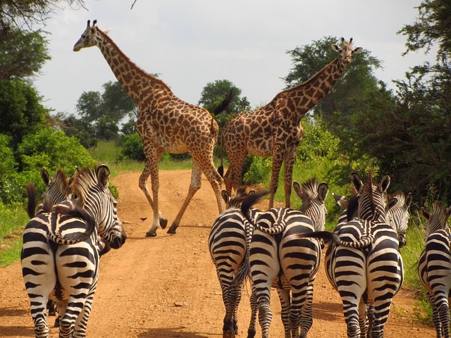 Safari en Tanzania (África)